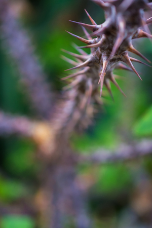 macro detail of a tropical cactus with thorns in a greenhouse (Euphorbia milii varied bosseri)