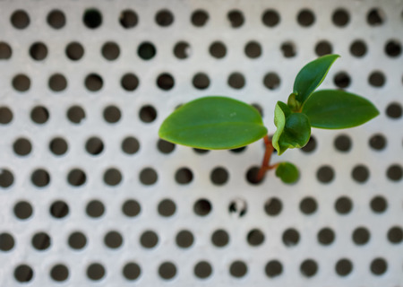 macro detail of little green plant leafsの写真素材