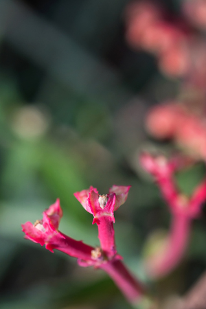 macro detail of pink tropical flower (Monadenium coccineum)の写真素材