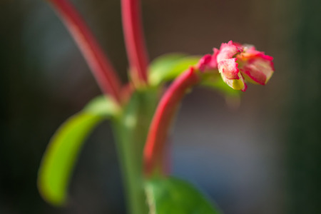 macro detail of pink tropical flower (Monadenium coccineum)の写真素材