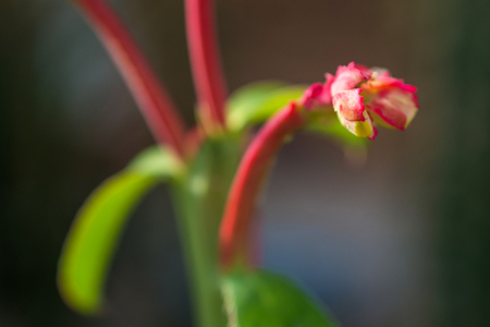 macro detail of pink tropical flower (Monadenium coccineum)の写真素材