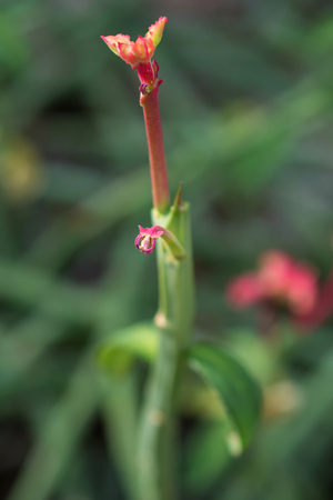 macro detail of pink tropical flower (Monadenium coccineum)の写真素材