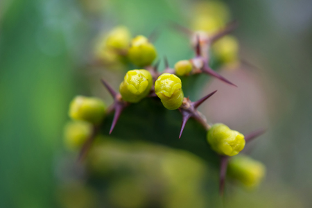 Macro detail of a desert cactus with little yellow flowersの写真素材