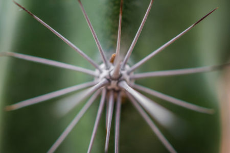 Macro detail of a mexican desert cactus with white thorns