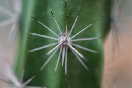 Macro detail of a mexican desert cactus with white thornsの写真素材