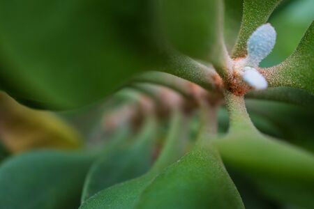 Macro detail of a tropical plant with green leafs between light and shadowの写真素材
