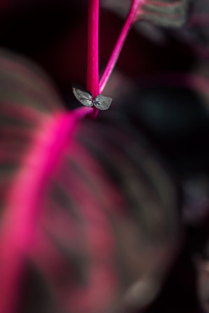 Macro detail of a purple tropical plant "iresine herbstii aureoreticulata"の写真素材