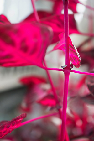 Macro detail of a purple tropical plant "iresine herbstii aureoreticulata"の写真素材