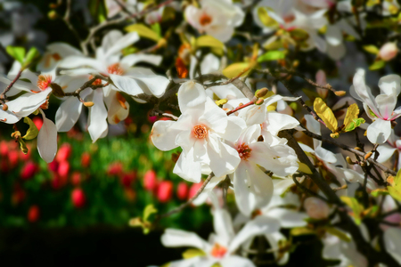 Macro detail of a white magnoliaの写真素材