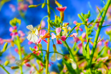 macro detail of pink and white flowers at the botanic garden in madrid, spainの写真素材
