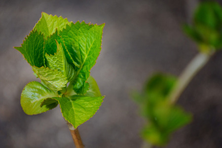 Macro detail of green plant's leafsの写真素材