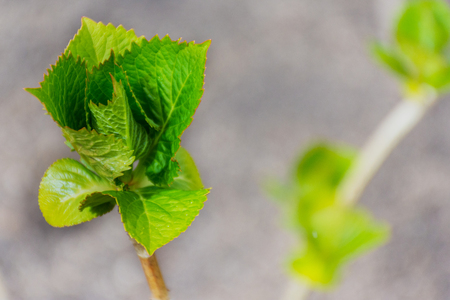 macro detail of a green plant in the botanic garden in madrid, spainの写真素材