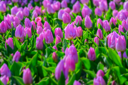 macro detail of purple tulips at the botanic garden in madrid, spainの写真素材