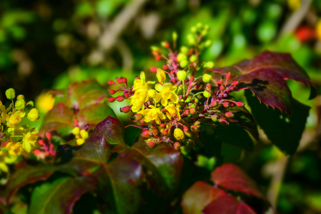 Macro detail of a yellow flowerの写真素材