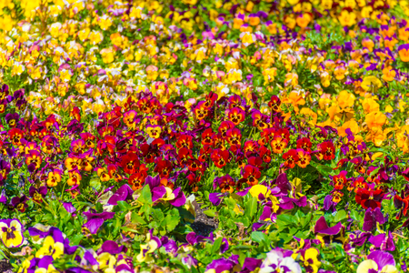 colored flower field at the botanic garden in madrid, spainの写真素材