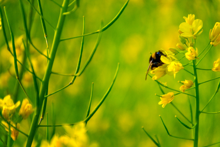 macro detail of a bee with yellow flowers in a green field in the botanic garden in madrid, spainの写真素材