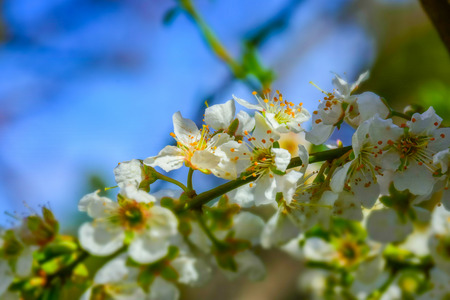 Macro detail of a white magnoliaの写真素材