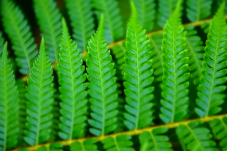 Macro detail of green plant's leafs
