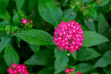 macro detail of purple flowers in a gardenの写真素材