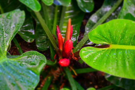 macro detail of orange tropical flower