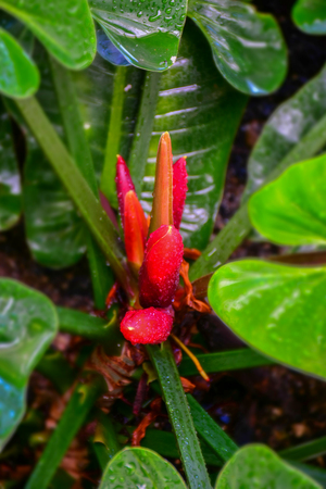 macro detail of orange tropical flowerの写真素材
