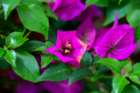 macro detail of pink and purple flowers in the botanic garden in madrid, spain