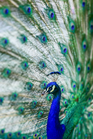 close-up of a green and blue peacock in the retiro's park in madrid, spainの写真素材