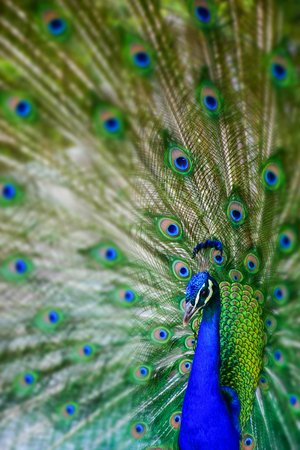 close-up of a green and blue peacock in the retiro's park in madrid, spainの写真素材
