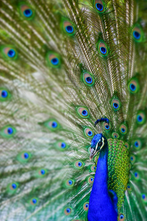 close-up of a green and blue peacock in the retiro's park in madrid, spainの写真素材