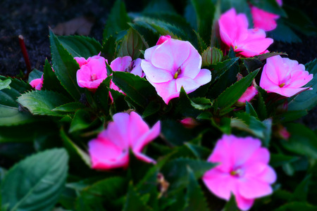 macro detail of purple flowers in a gardenの写真素材