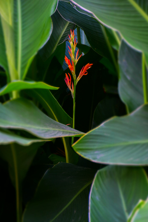 macro detail of an orange tropical flower