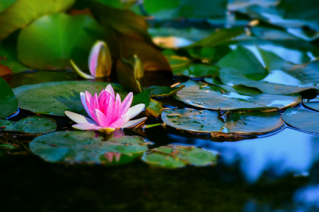 macro detail of a pink water lily in a park lakeの写真素材