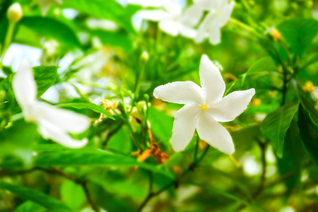 macro detail of white flower on a tropical treeの写真素材