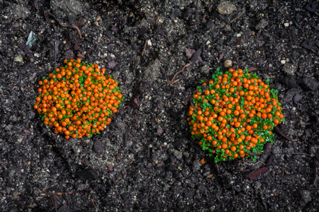 macro detail of an orange tropical plantの写真素材