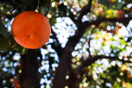 Orange hanging from a tree view from belowの写真素材