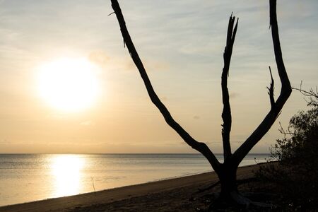 Silhouette of a candelabra-like tree on a beachの写真素材