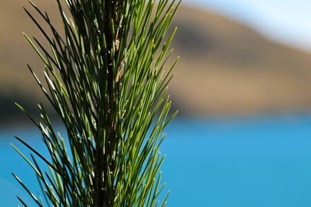 Plant close up against a nature landscape backgroundの写真素材