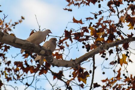 Two pigeons together on a branch on an autumn dayの写真素材