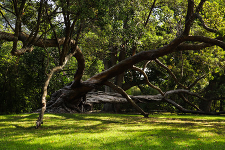 Old tree with numerous branches holding itself upの写真素材