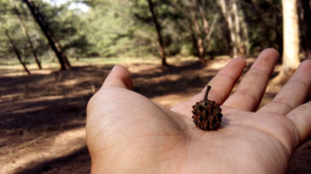 Pine on handの写真素材