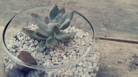 Glass for Succulentの写真素材