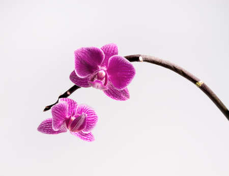 Phalaenopsis orchid on white backgroundの写真素材