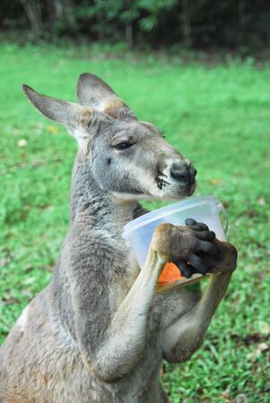 kangaroo eatingの写真素材