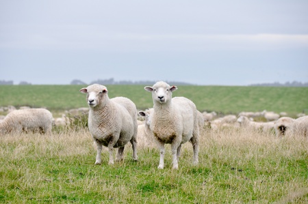Sheeps in New Zealandの写真素材