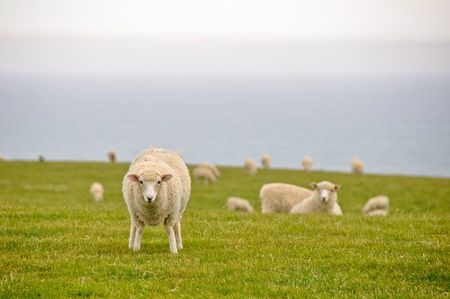 Sheeps in New Zealandの写真素材