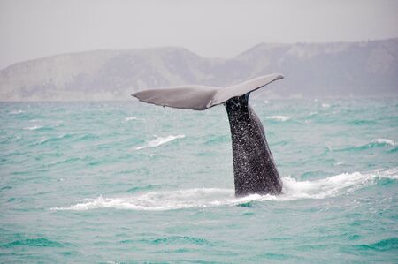 Sperm whale in Kaikouraの写真素材