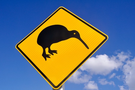 kiwi on the roadの写真素材