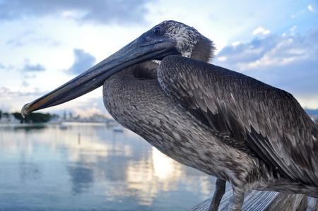 Brown pelican in Ponce, Puerto Ricoの写真素材