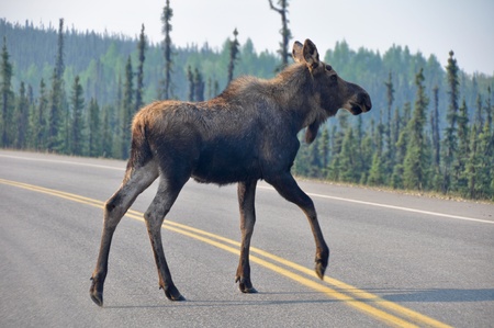 Wild moose crossing the road, Denali national park, Alaskaの写真素材