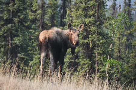 Wild moose on Denali national park, Alaskaの写真素材